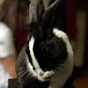 Meet your Posher, Ingrid